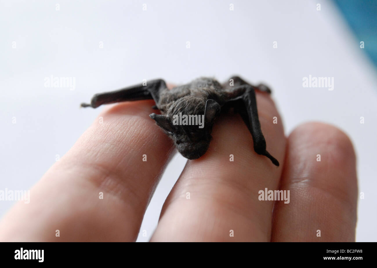 Une Chauve Souris Pipistrelle Commune Environ 2 Semaines Assis Sur Une Main Photo Stock Alamy Une Chauve Souris Pipistrelle Commune Environ 2 Semaines Assis Sur Une Main Photo Stock Alamy