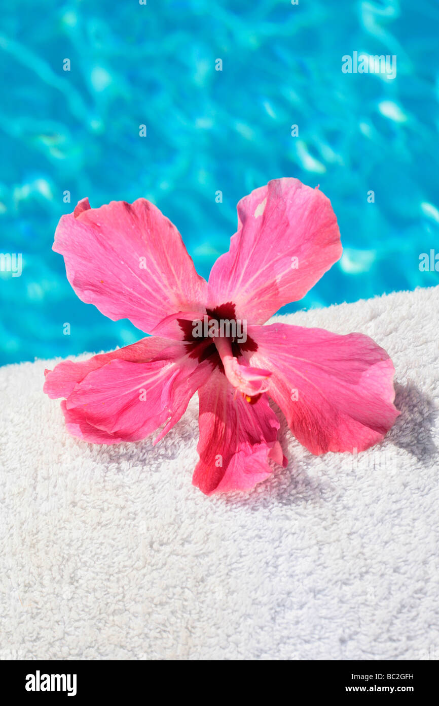 Fleur d'hibiscus rose sur le bord d'une piscine bleue dans un spa Banque D'Images