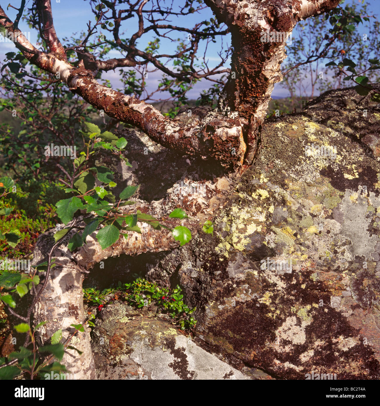 Close up of birch tree,lichen et de pierre Banque D'Images