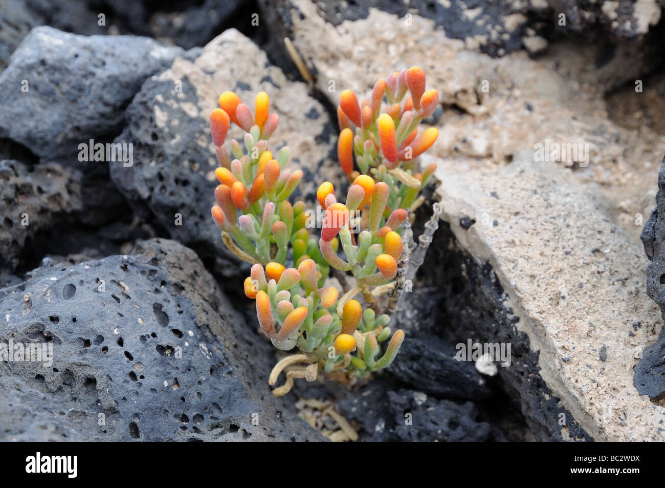 Plante succulente de pierres volcaniques de Fuerteventura, Îles Canaries, Espagne Banque D'Images