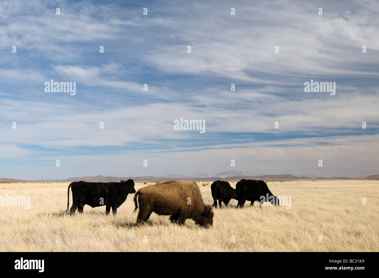 Un bison sauvage se mélange avec du bétail sur la frontière US/Mexique, Chihuahua. Banque D'Images