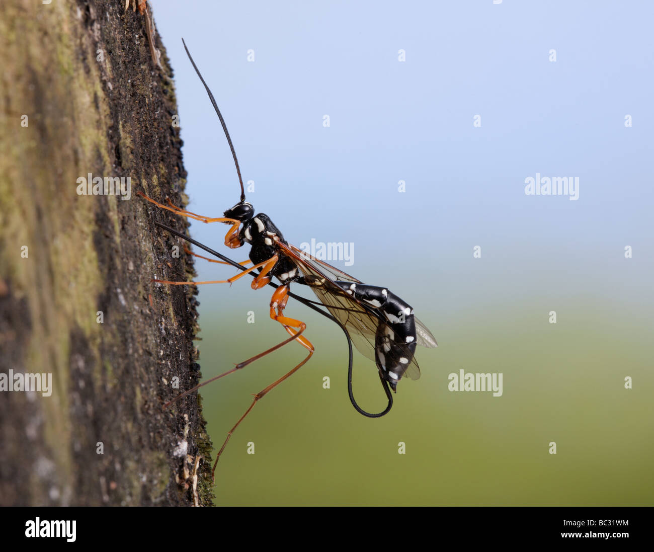 Rhyssa persuasoria wasp sabre plate à travers bois pour atteindre des larves de guêpe Banque D'Images