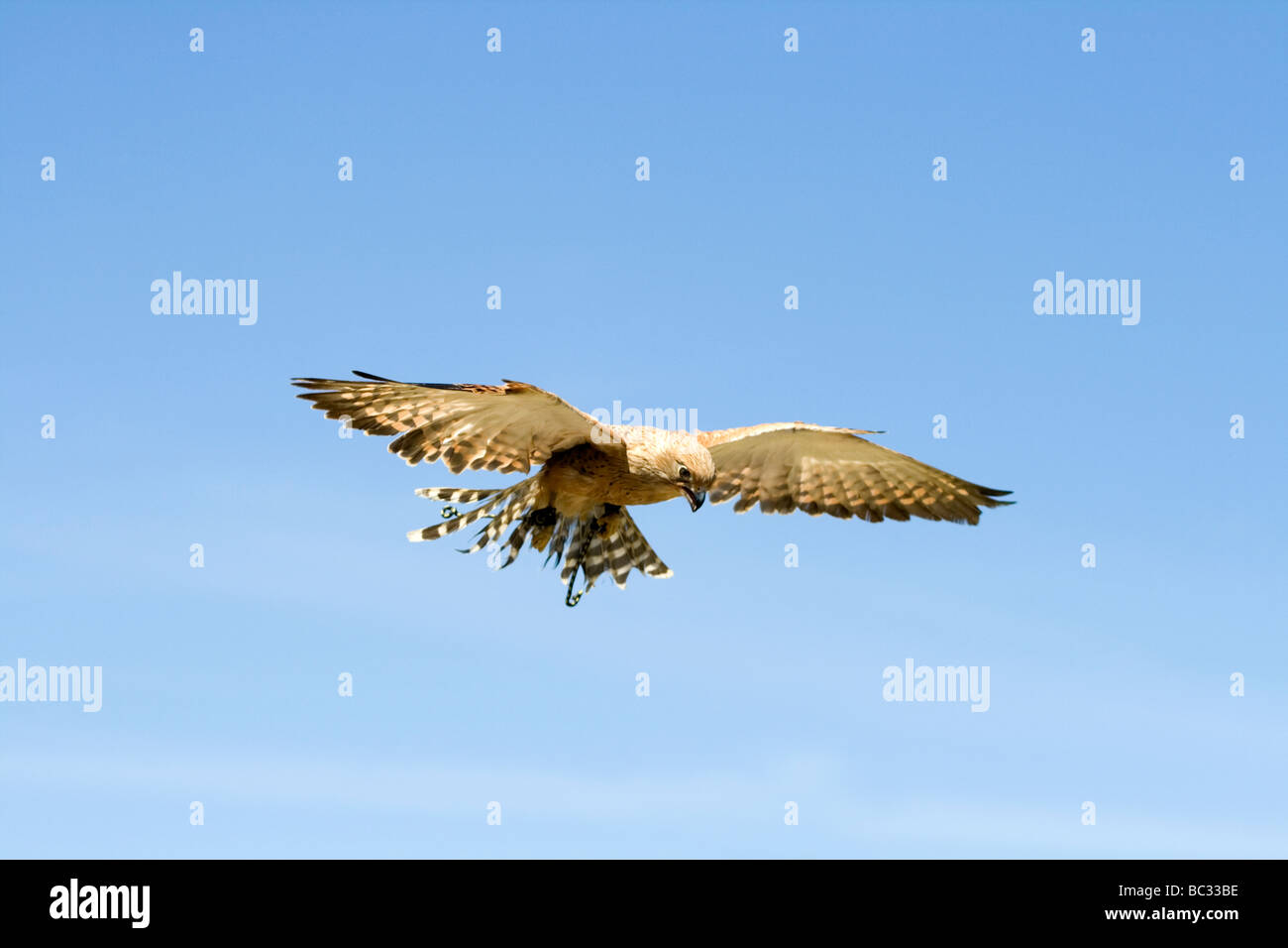 Le Faucon crécerellette (Falco naumanni) est un petit faucon. Banque D'Images