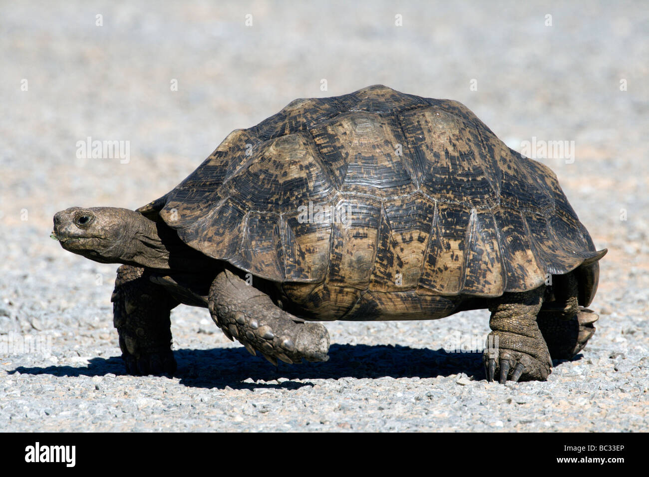 Une tortue d'Afrique du Sud Banque D'Images