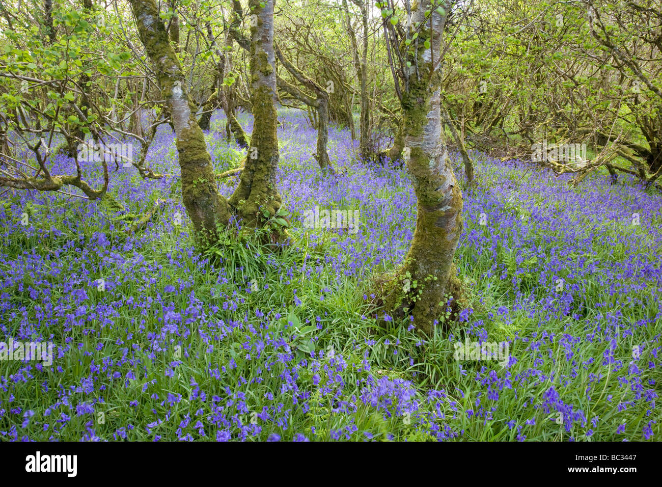 Bluebell woods Loch Gruinart RSPB Réserver, Islay, Ecosse Banque D'Images