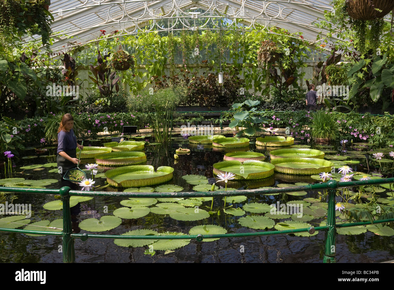 'Water Lily' House, Royal Botanic Gardens, Kew London GB UK Banque D'Images