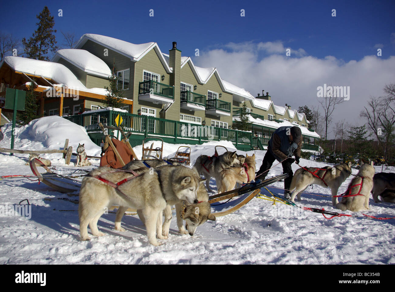 Canada, Québec : traîneau à chiens Banque D'Images