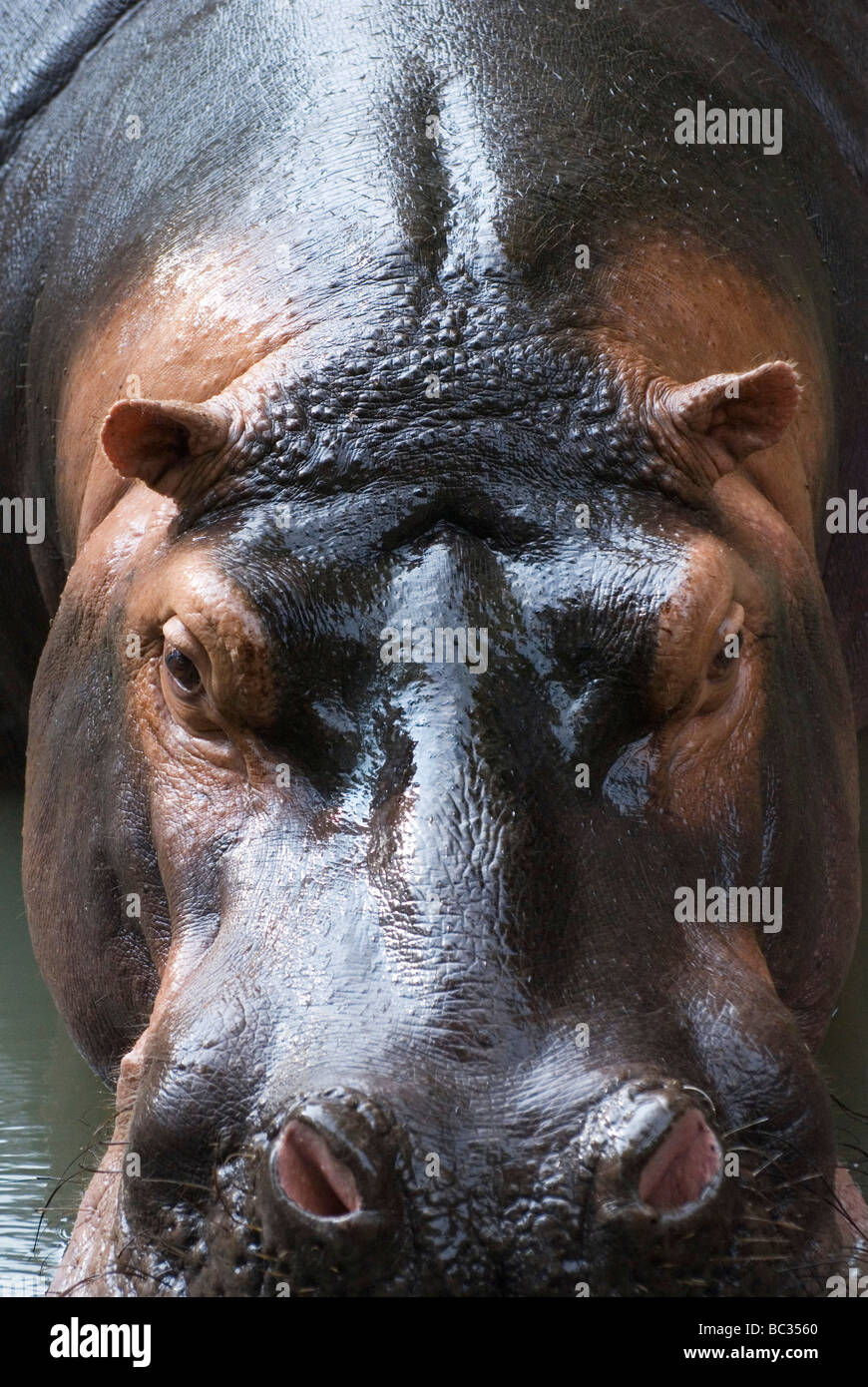 Close-up d'un hippopotame. Banque D'Images