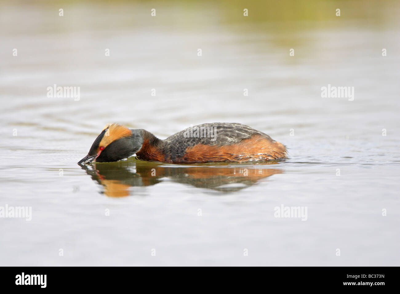 Grèbe de Slavonie en été plumage Banque D'Images