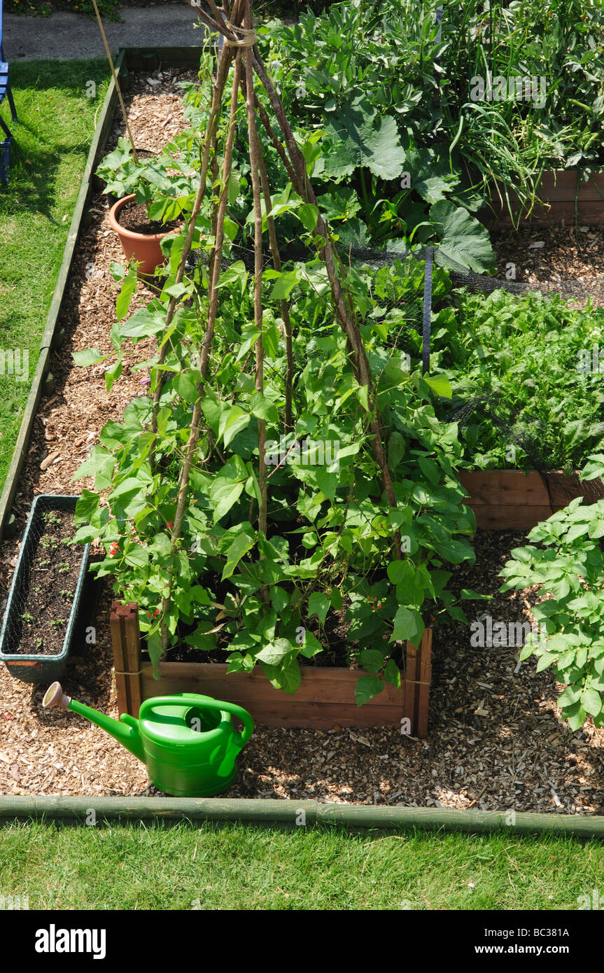 Lits de légumes relevée dans le jardin, UK Banque D'Images