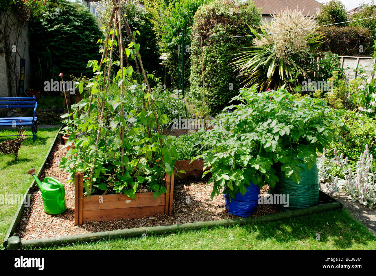 Lits de légumes relevée dans le jardin, UK Banque D'Images