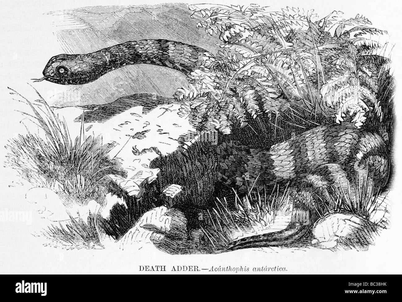 Death Adder acanthophis antarctique Banque D'Images