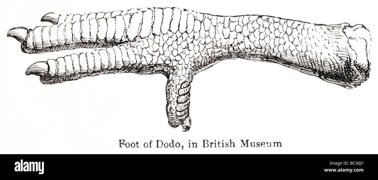 Pied de dodo au British Museum Banque D'Images