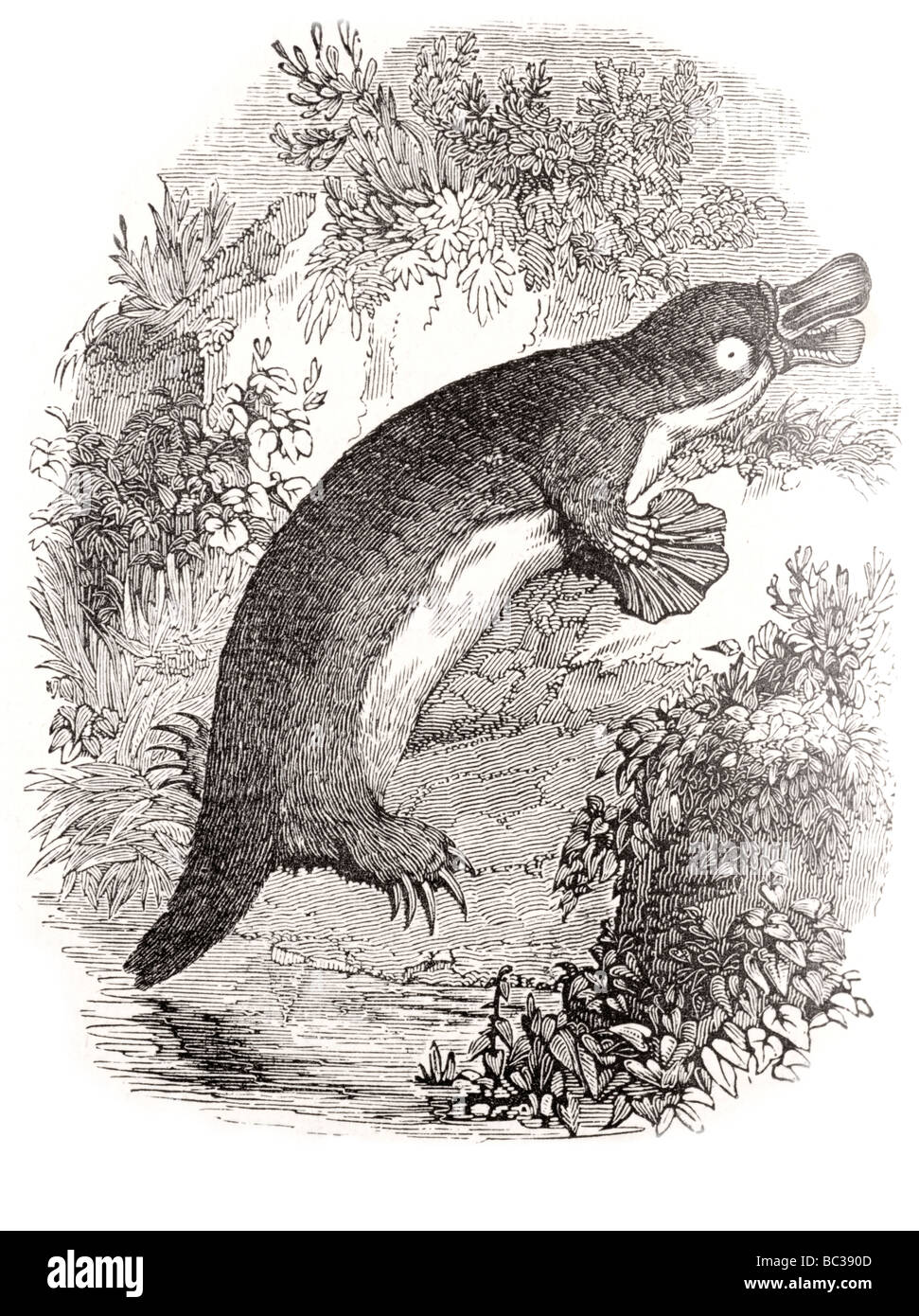 Ornithorhynchus Banque D'Images