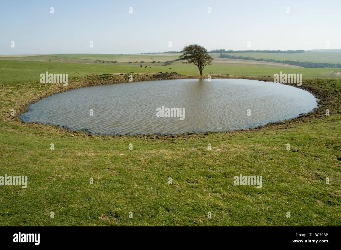 Un étang de rosée au bord de la South Downs Way, Sussex, Angleterre Banque D'Images