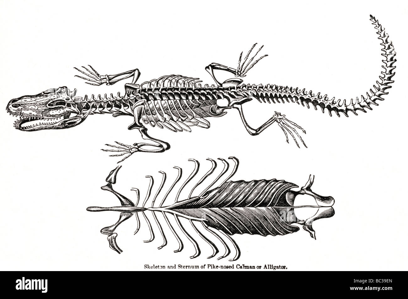 Le skeleton et le sternum de brochets ou Alligator Caiman nez Banque D'Images