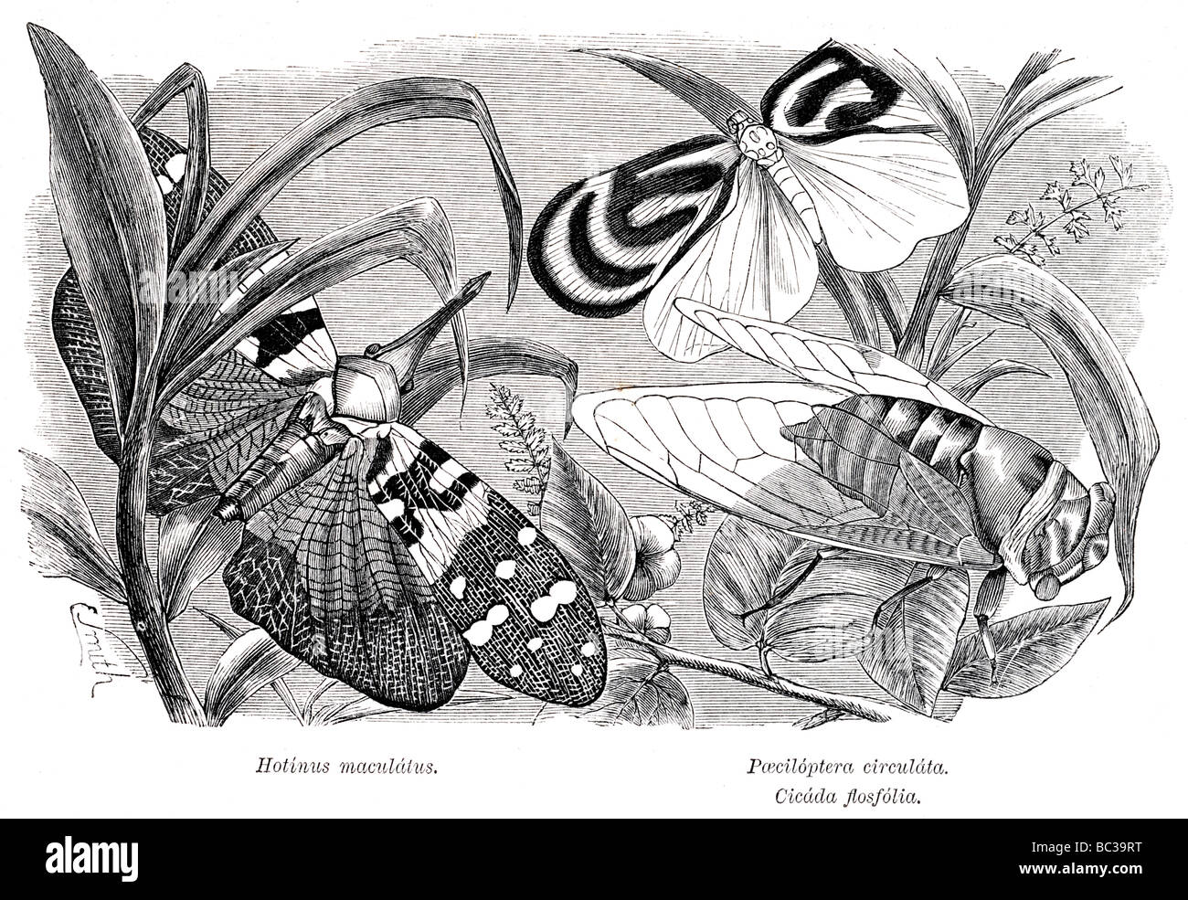 Hotinus paeciloptera flosfolia circulata maculatus cicada Banque D'Images