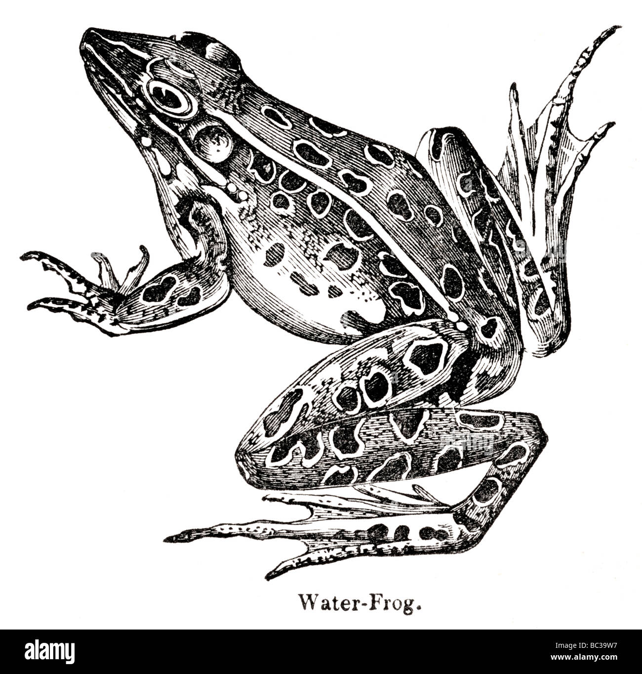 Grenouille Dessin Realiste