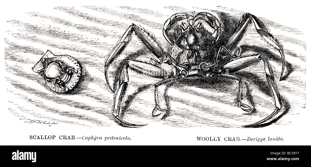 Crabe caphyra pectenicola pétoncle crabe laineux dorippe lanata Banque D'Images
