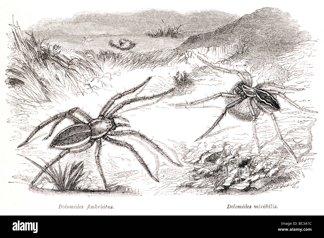 Dolomedes fimbriatus dolomedes mirabilis Banque D'Images