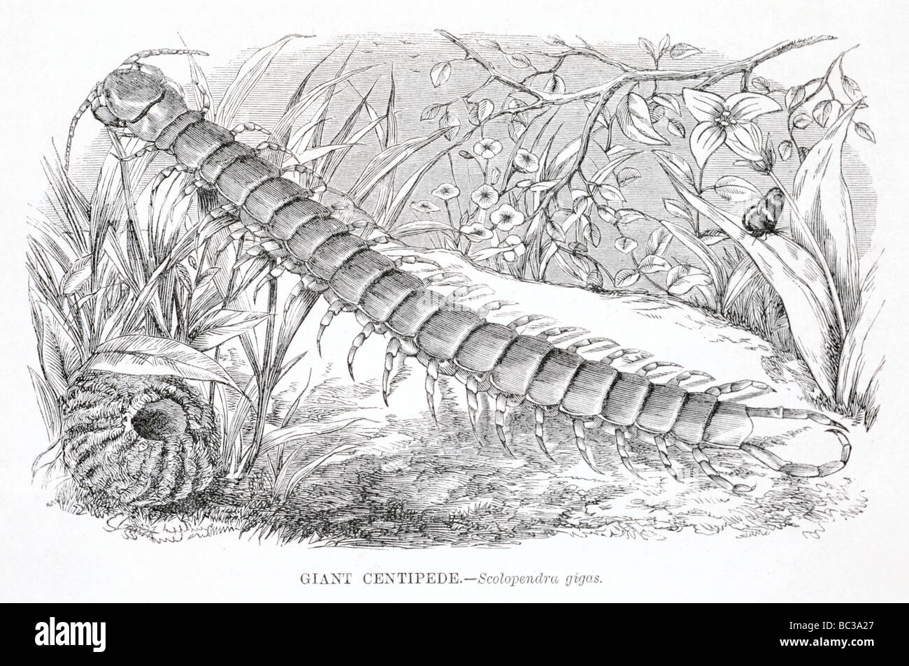 Centipede géant scolopendra gigas Banque D'Images
