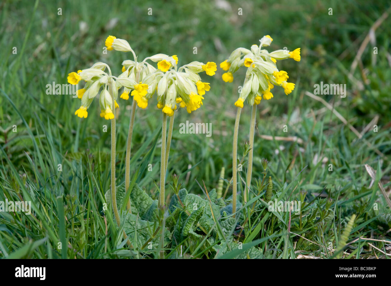 Coucou bleu des fleurs au printemps, une prairie typique , dune côtière ou woodland edge plante. Banque D'Images