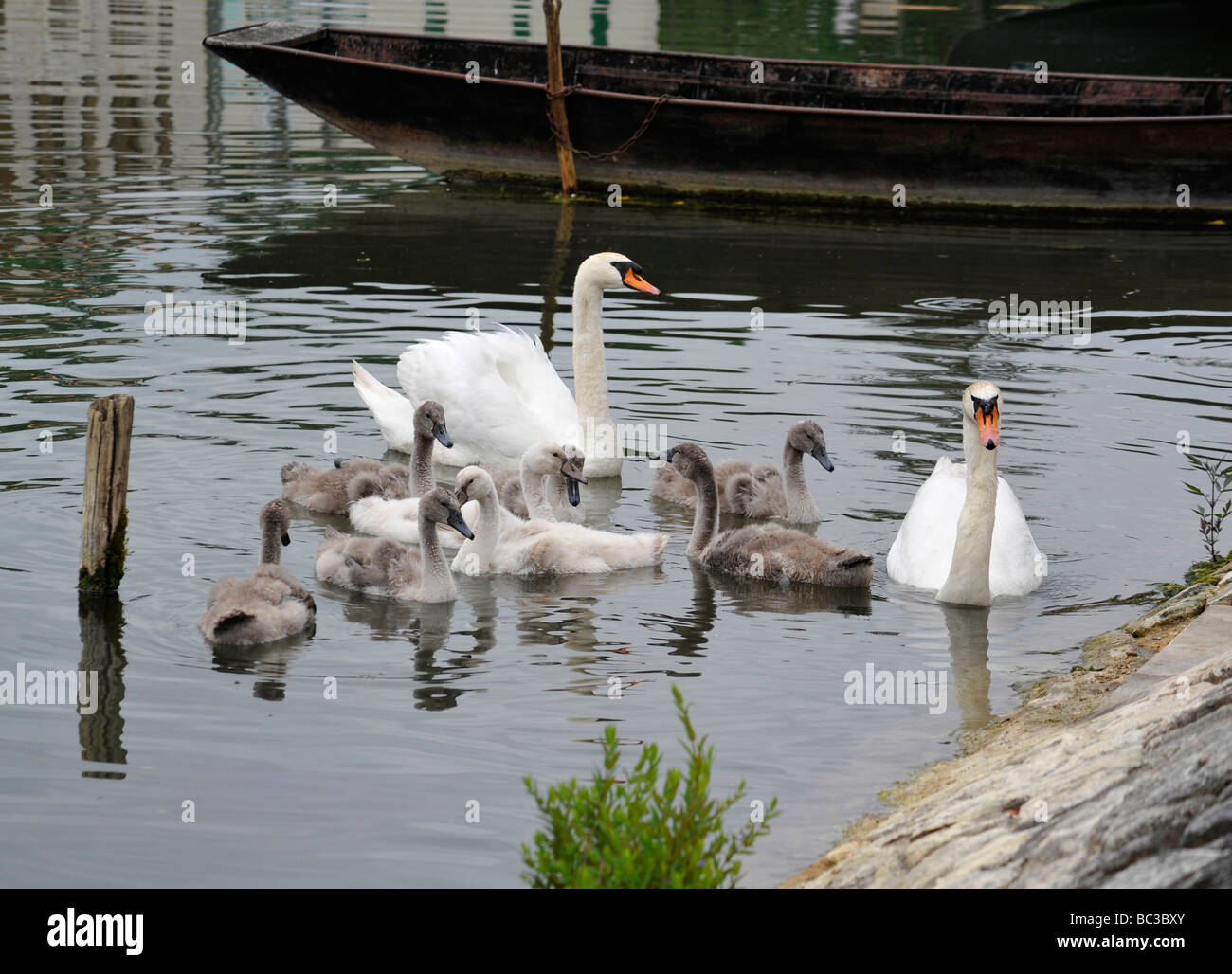 Famille de cygnes sur canal en France Banque D'Images