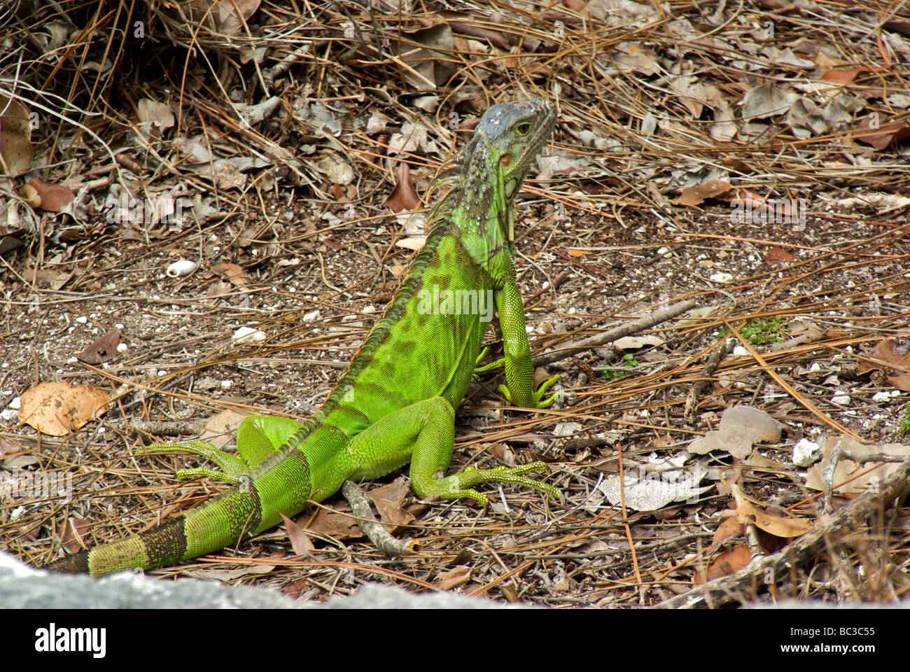 Lézard iguane vert des espèces exotiques envahissantes non indigènes dans la région de Florida Keys Banque D'Images