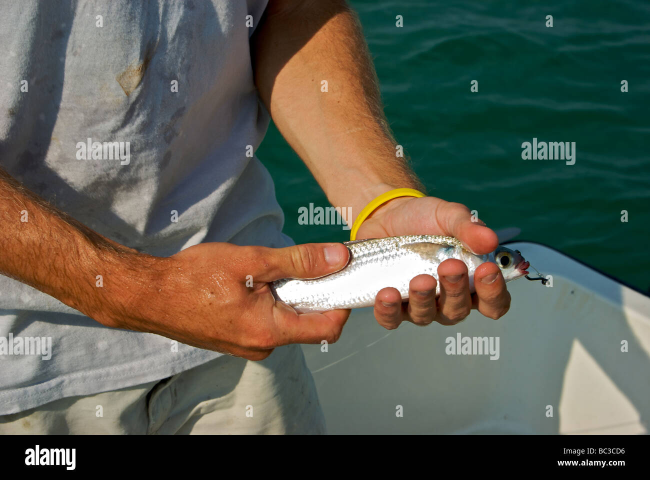 Guide avec un poisson mulet blanc vivre accroché par lèvres comme appâts pour la pêche au tarpon chenal de marée Islamorada Banque D'Images