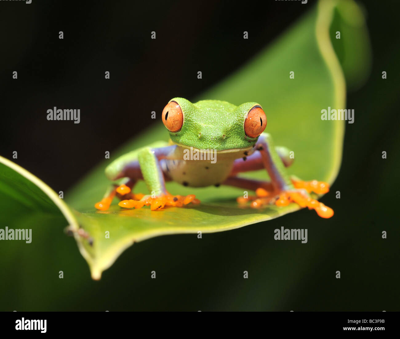 Red eyed green tree frog juvenile sur feuille de bananier, Corcovado, costa rica, Amérique latine Banque D'Images