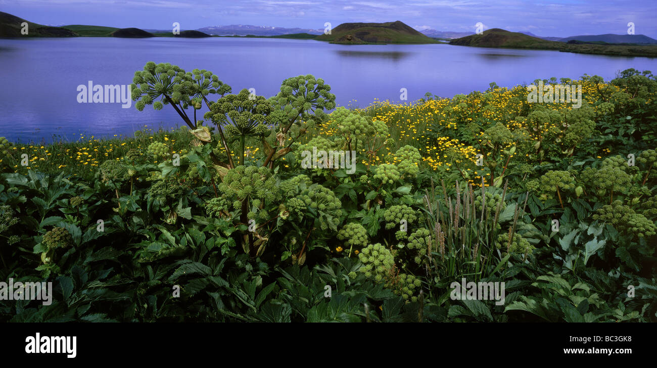 Angelica fleurs, le lac Myvatn, l'Islande Banque D'Images