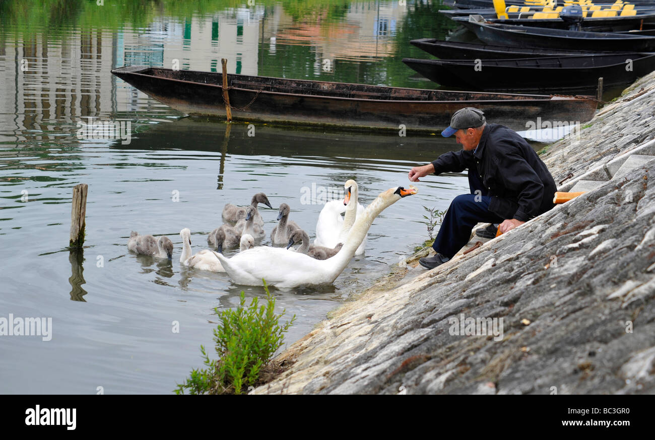 Personnes âgées français l'alimentation d'une famille de cygnes sur un canal à Coulon, Marais Poitevin France. Banque D'Images