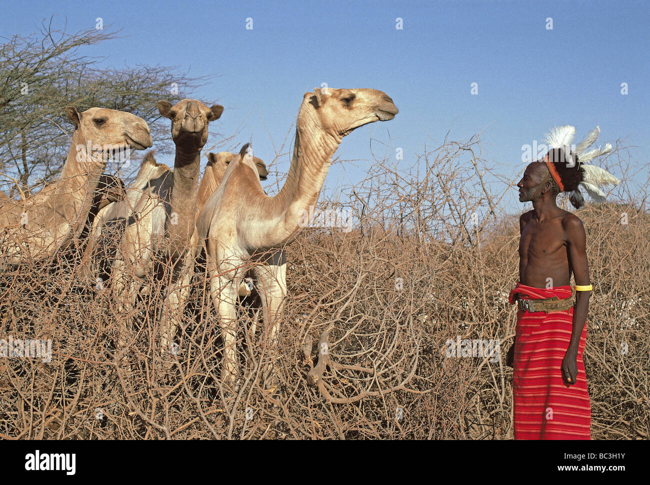 Sabot de chameau Banque de photographies et d'images à haute résolution -  Alamy