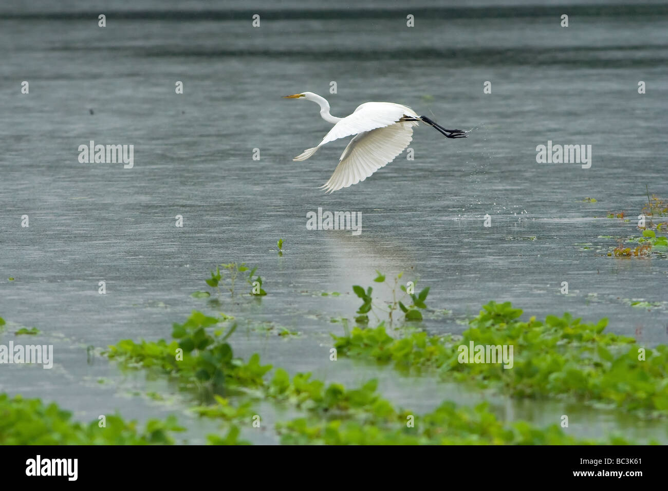 Champ inondé et d'oiseaux Banque D'Images