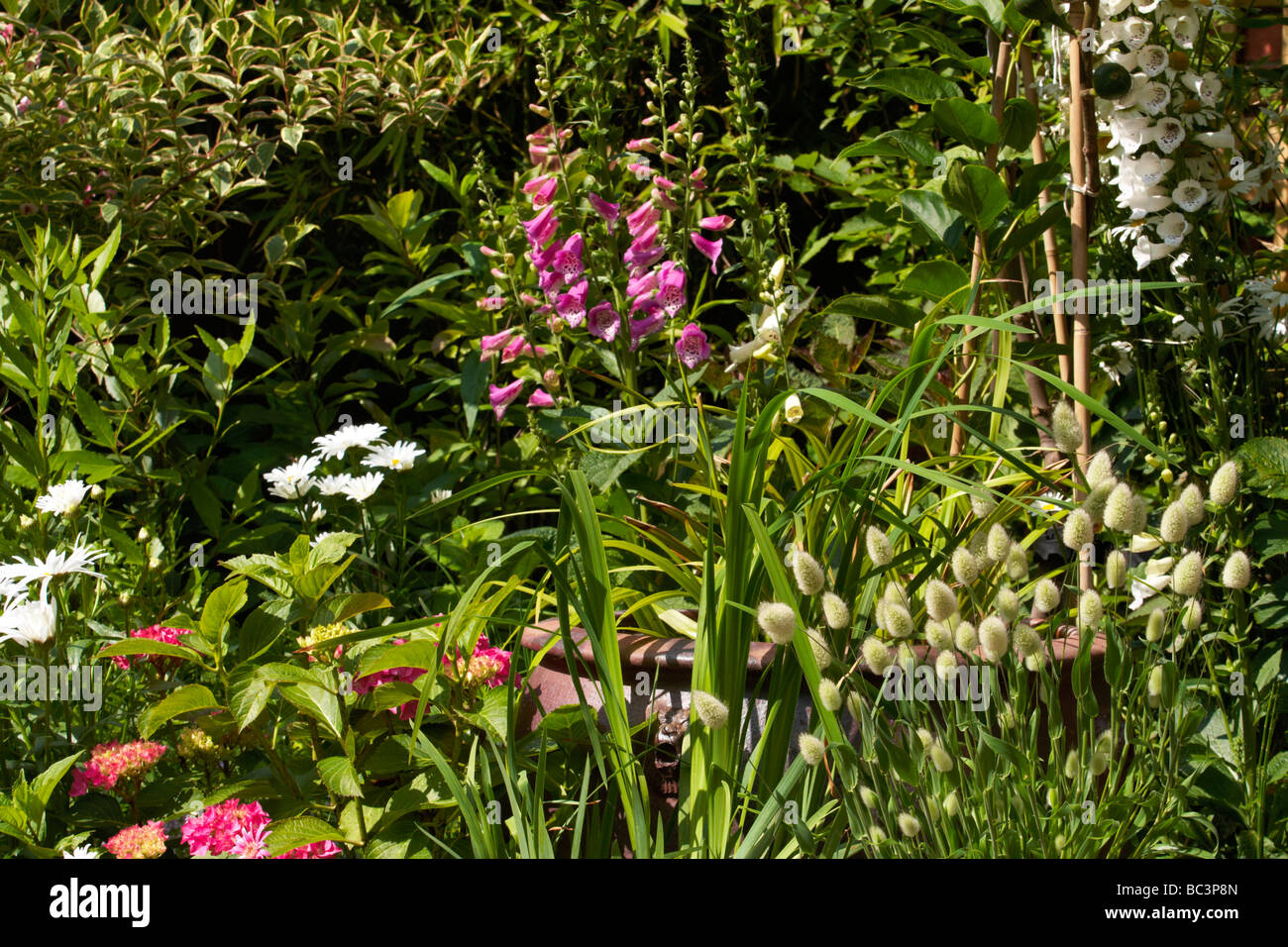Jardin anglais norfolk,gant,fox,groupe,hydrangea Banque D'Images