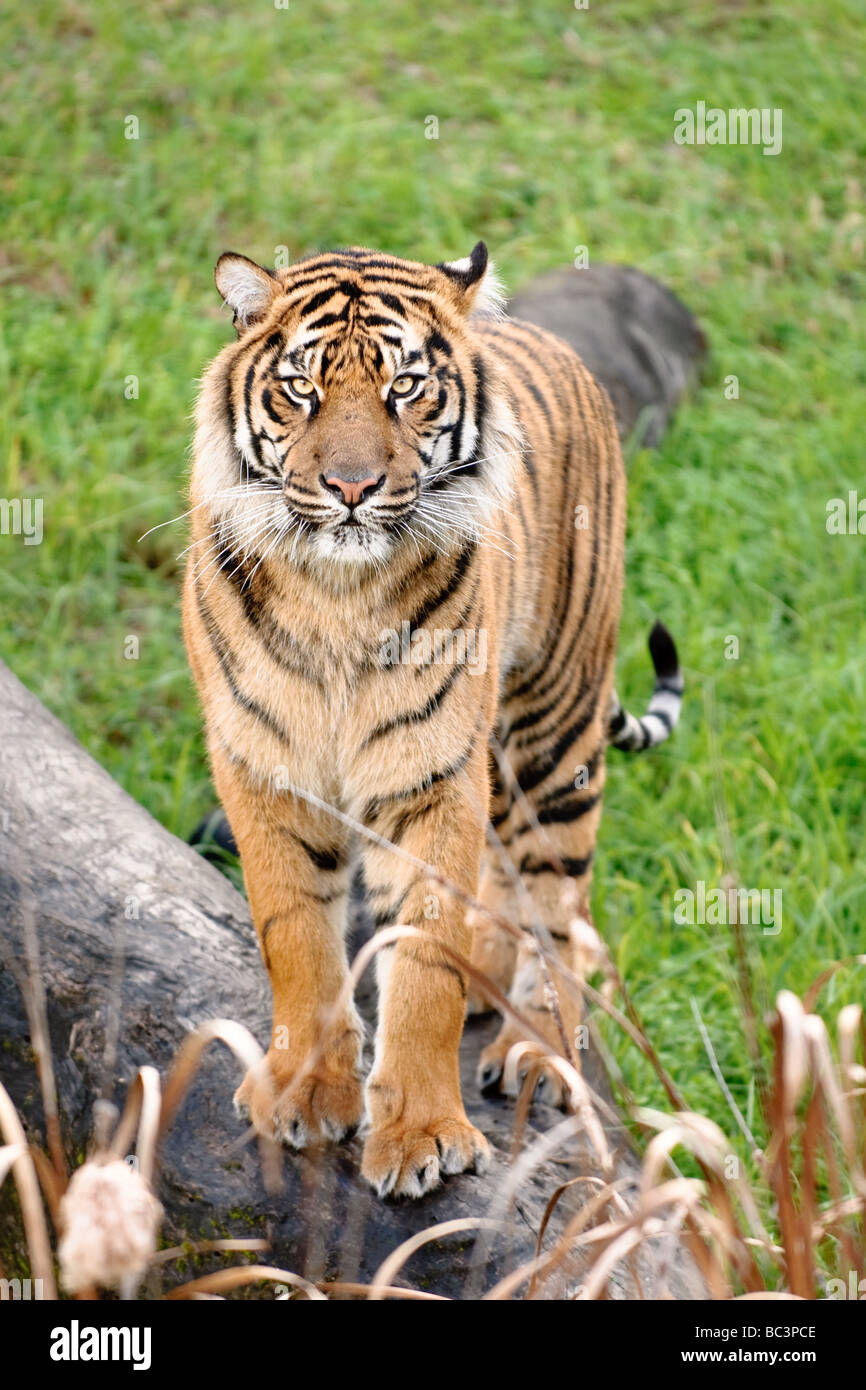 Tigre de Sumatra Banque D'Images