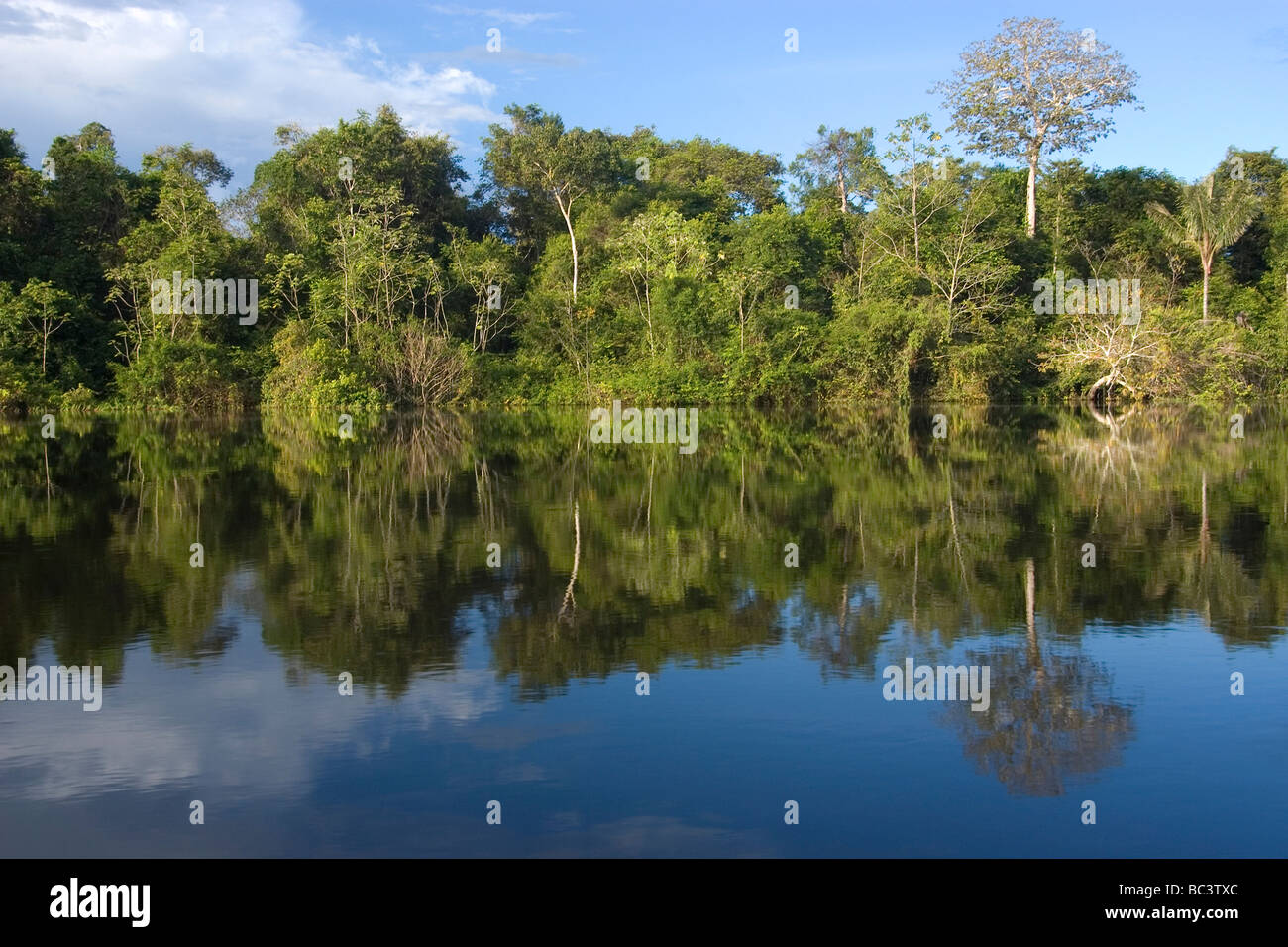 Les forêts tropicales inondées - Brésil Banque D'Images