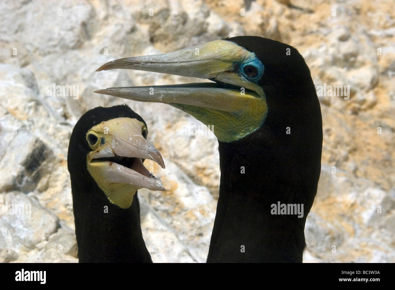 Une paire de fous, Sula leucogaster - avec leur bec ouvert dans un comportement de refroidissement Banque D'Images