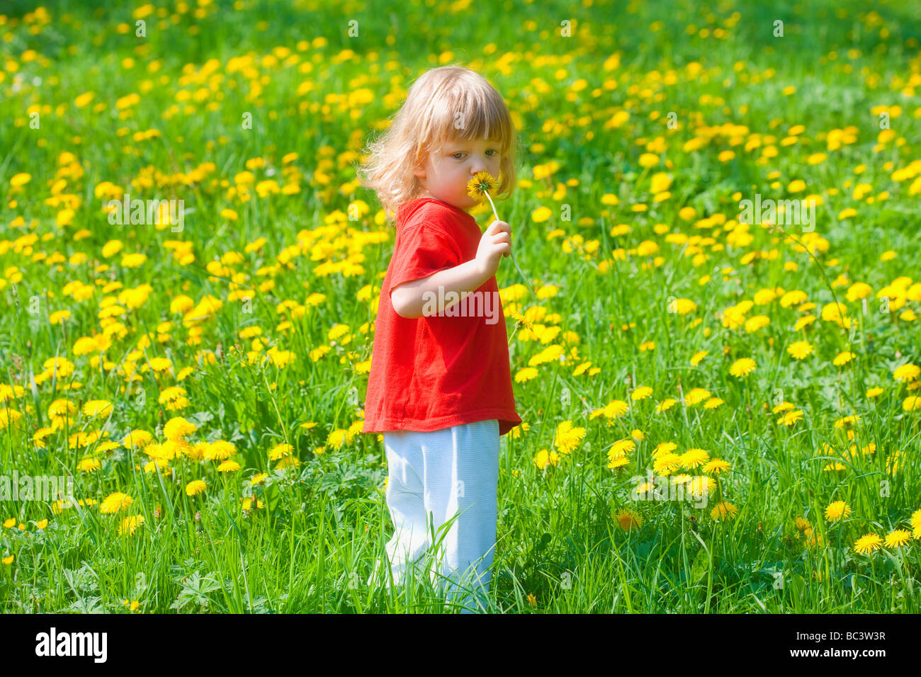 Garçon 2 5 ans holding dandelion debout dans un champ de printemps Banque D'Images
