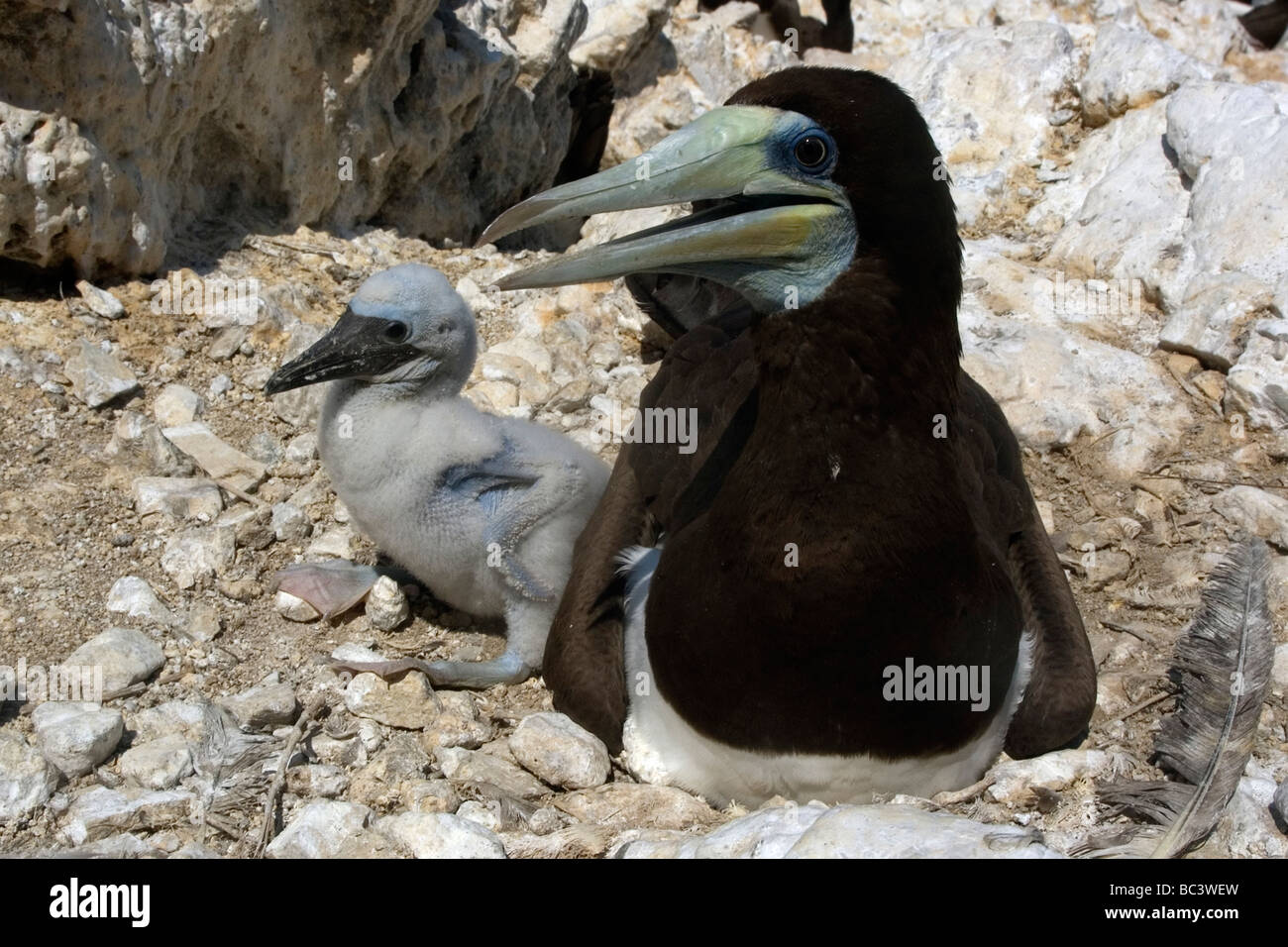 Brown Boobies, Sula leucogaster - Hommes & Chick Banque D'Images