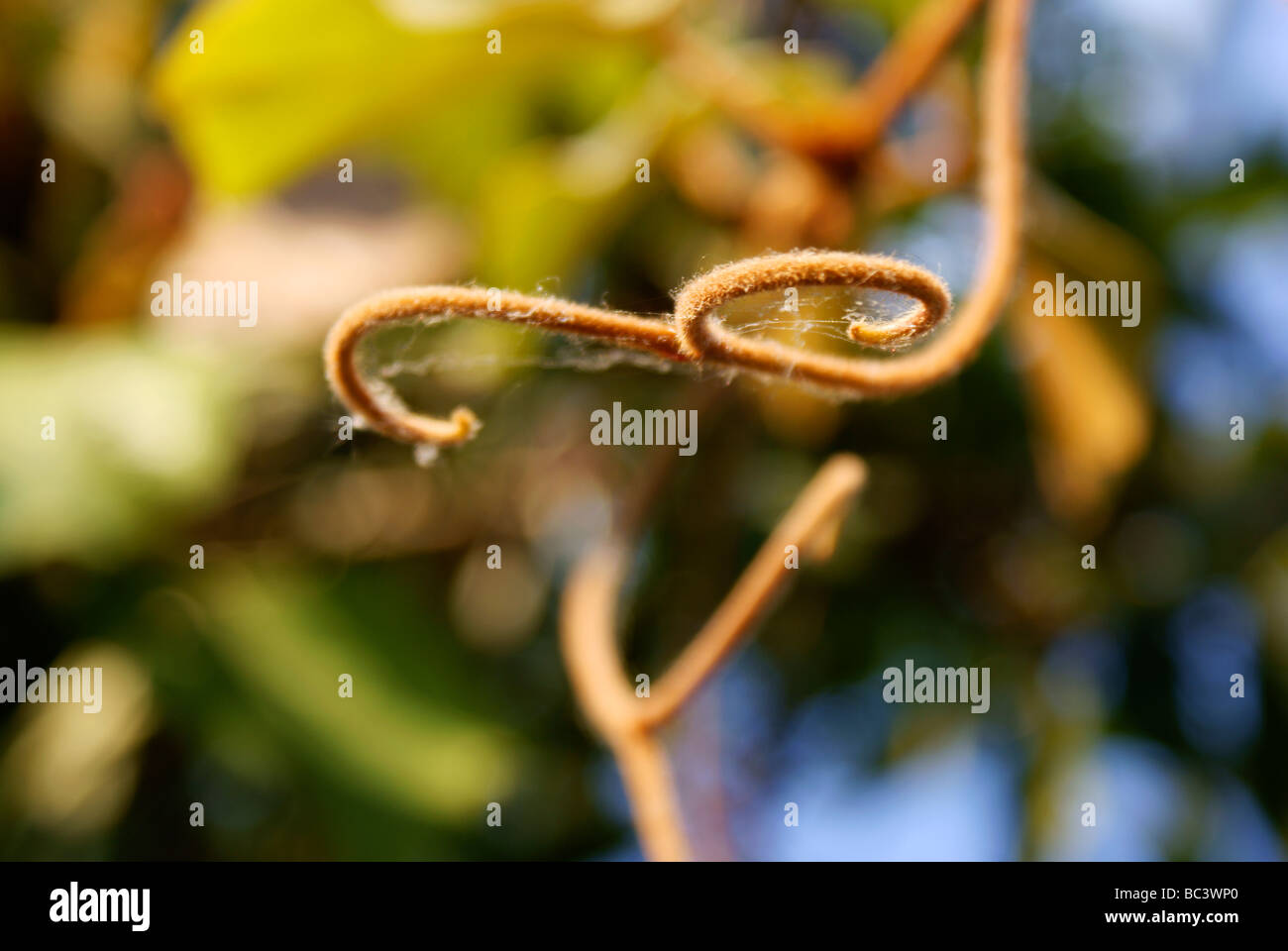Pointe végétale se divisant en deux formes de curling tels que souris tails. Lumière naturelle close-up. Banque D'Images