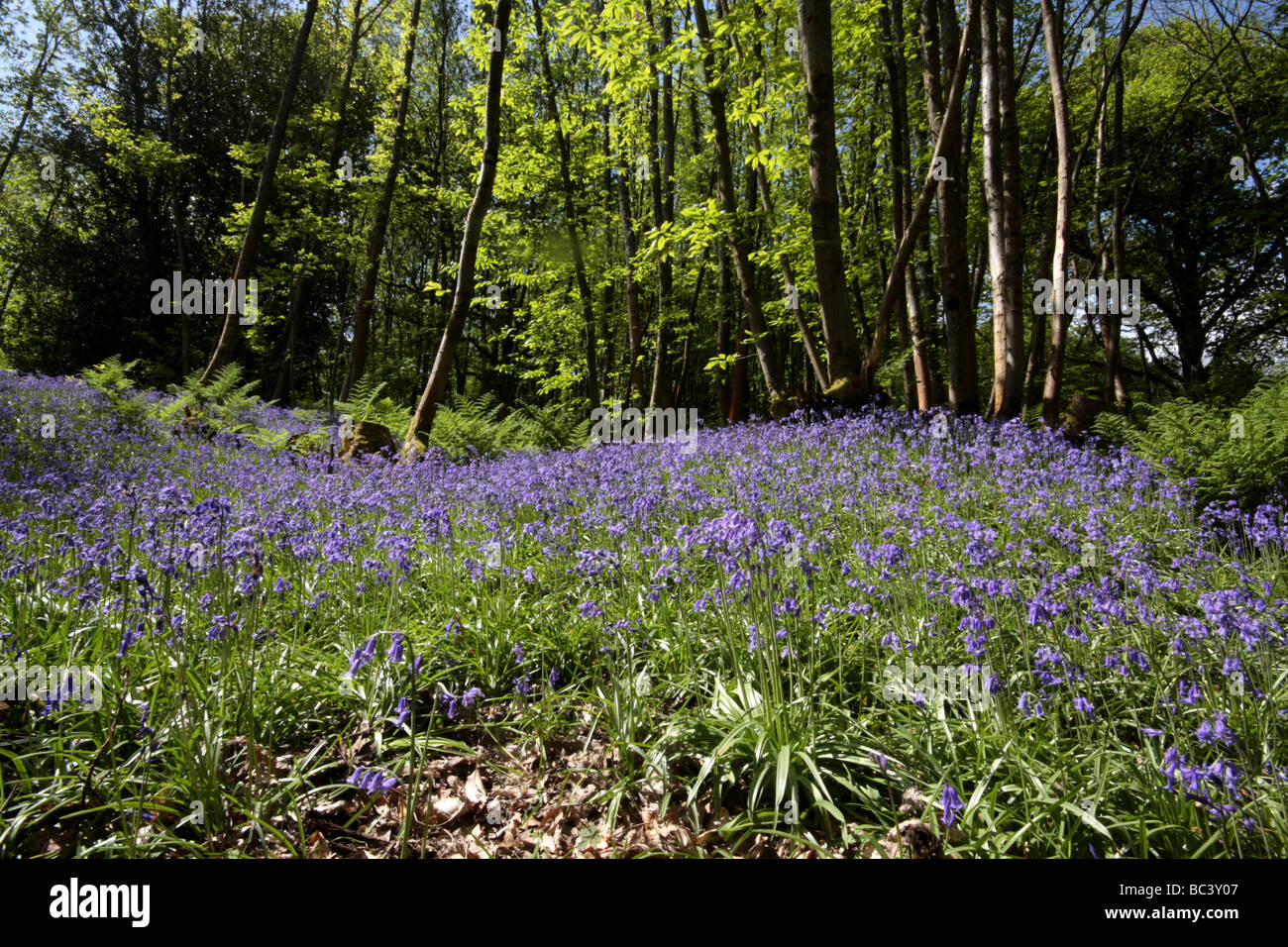 Blue Bells woods, Surrey Banque D'Images