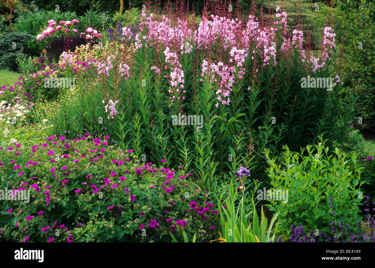 Epilobium angustifolium 'Stahl Rose' en juin Border Géranium Paeonia 'Bowl of Beauty' plante fleur fleurs plantes Jardin Banque D'Images