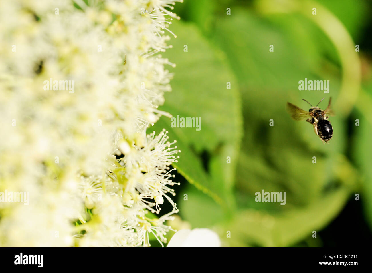 Bumblebee, abeille, guêpe la préparation à la terre sur une fleur et pollinisent, fabriquent le miel, à l'été. Une macro photo d'arrêt sur image Banque D'Images