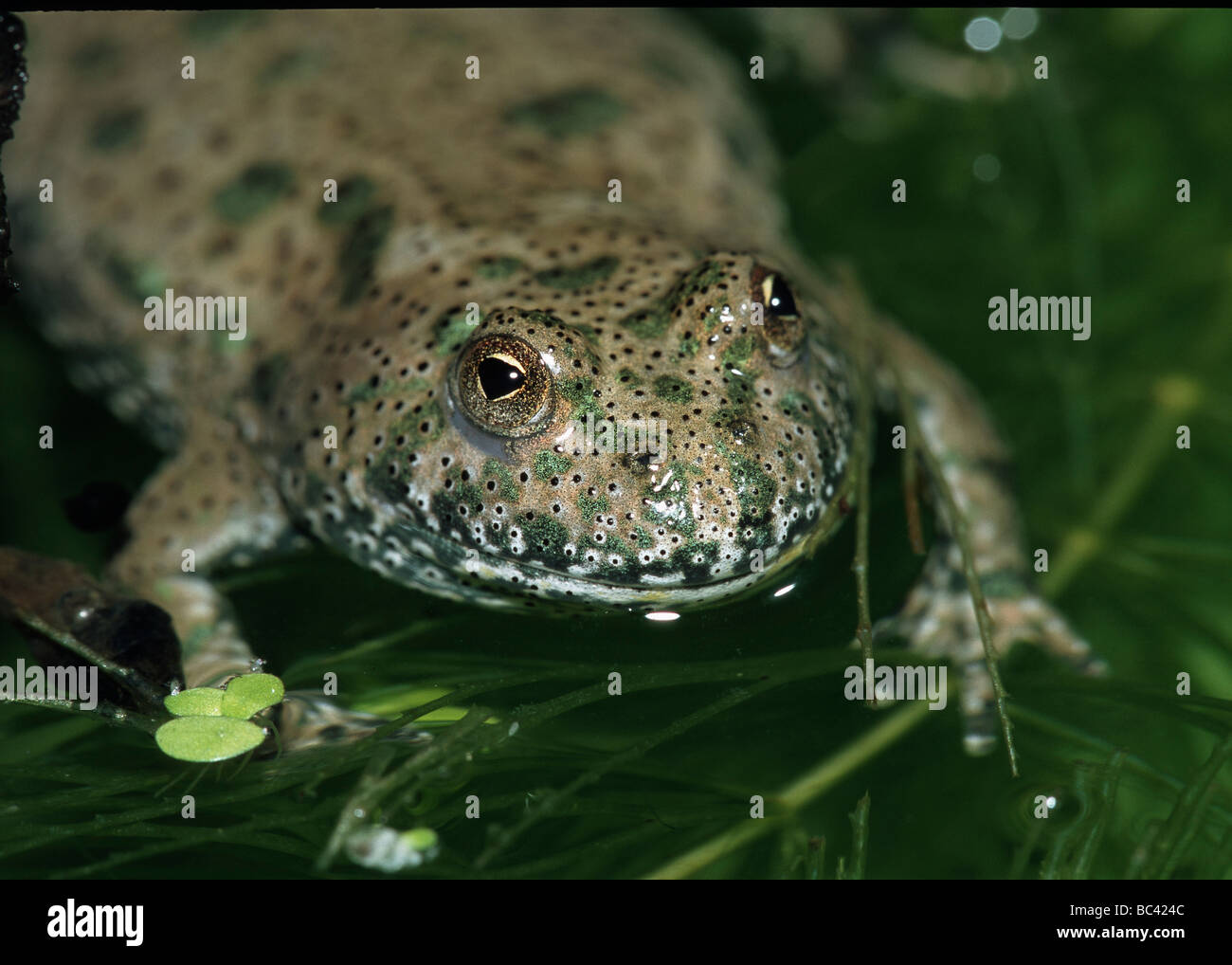 Fire-bellied Toad Bombina bombina Banque D'Images