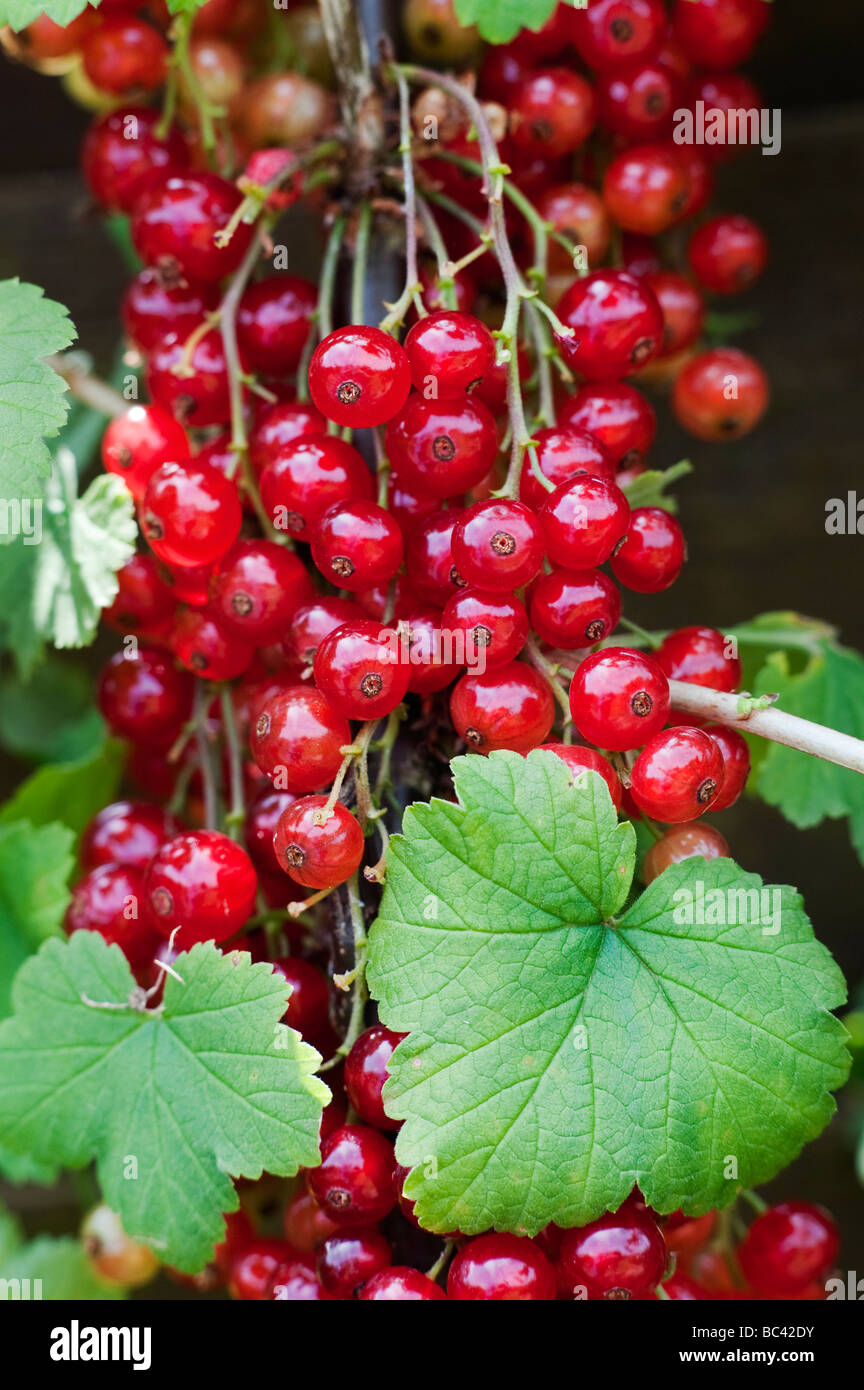 Ribes rubrum. 'Groseille junifer' berries sur un buisson à Ryton organic center, Warwickshire, Angleterre Banque D'Images