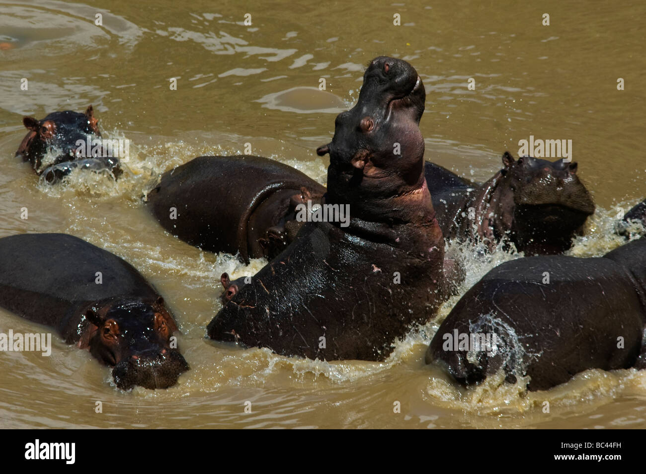 Hippopotamus congrégation à la rivière Talek, Masai Mara, Kenya Banque D'Images