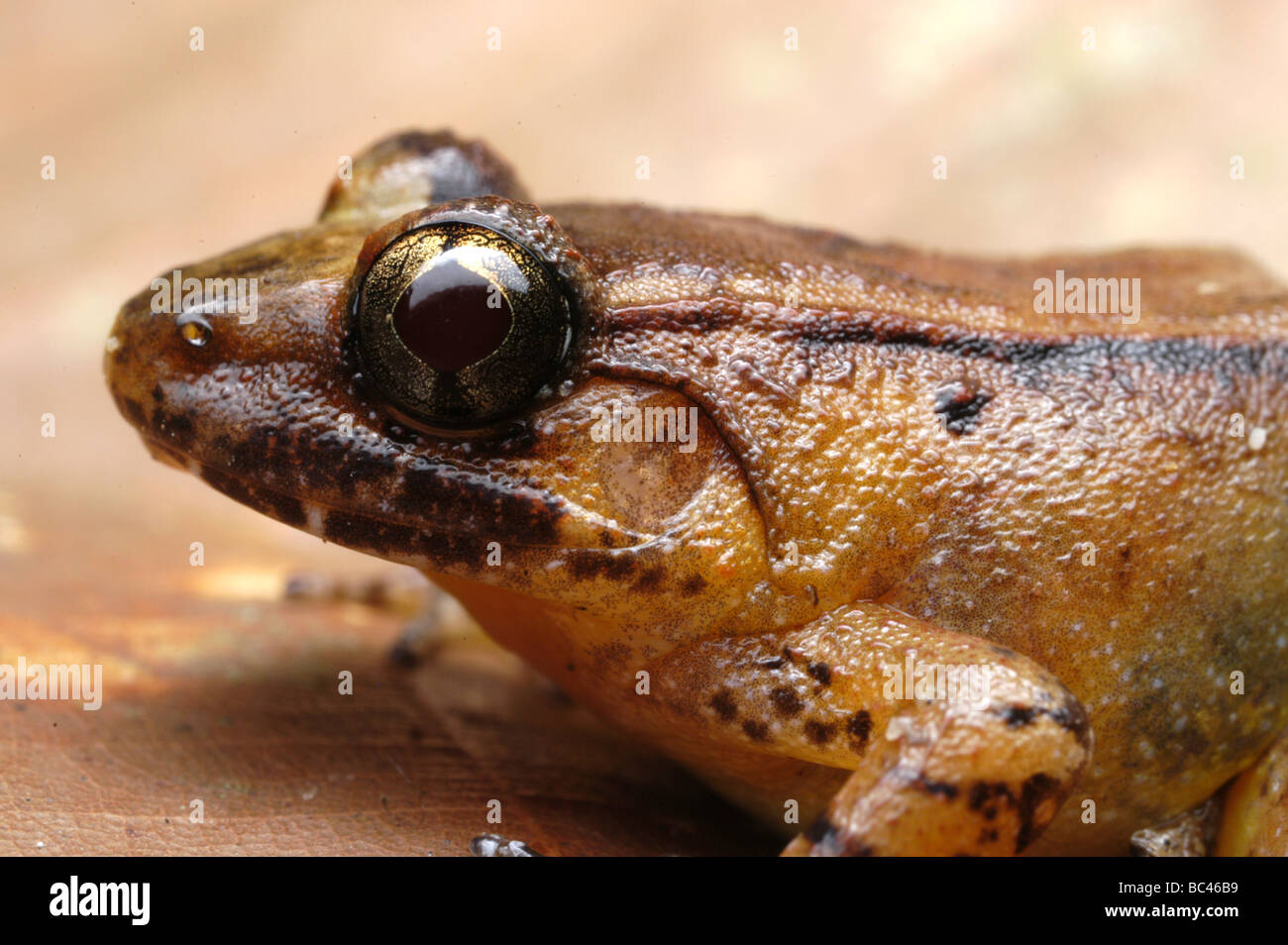 Bon tuteur grenouille Rana palavanensis Banque D'Images