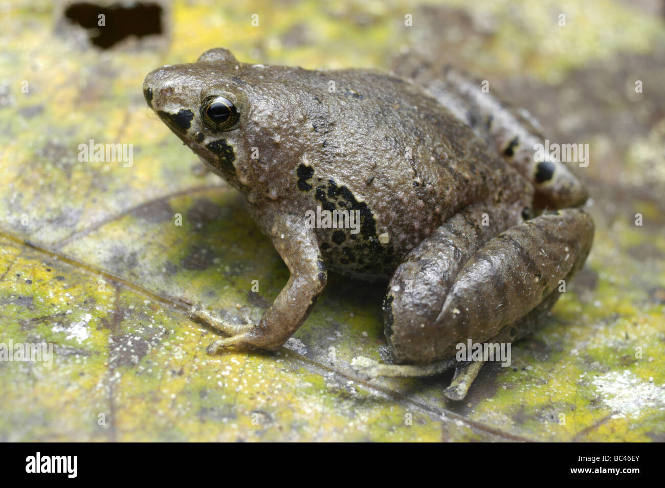 Étroit de Bornéo-mouthed Frog Microhyla borneensis Banque D'Images