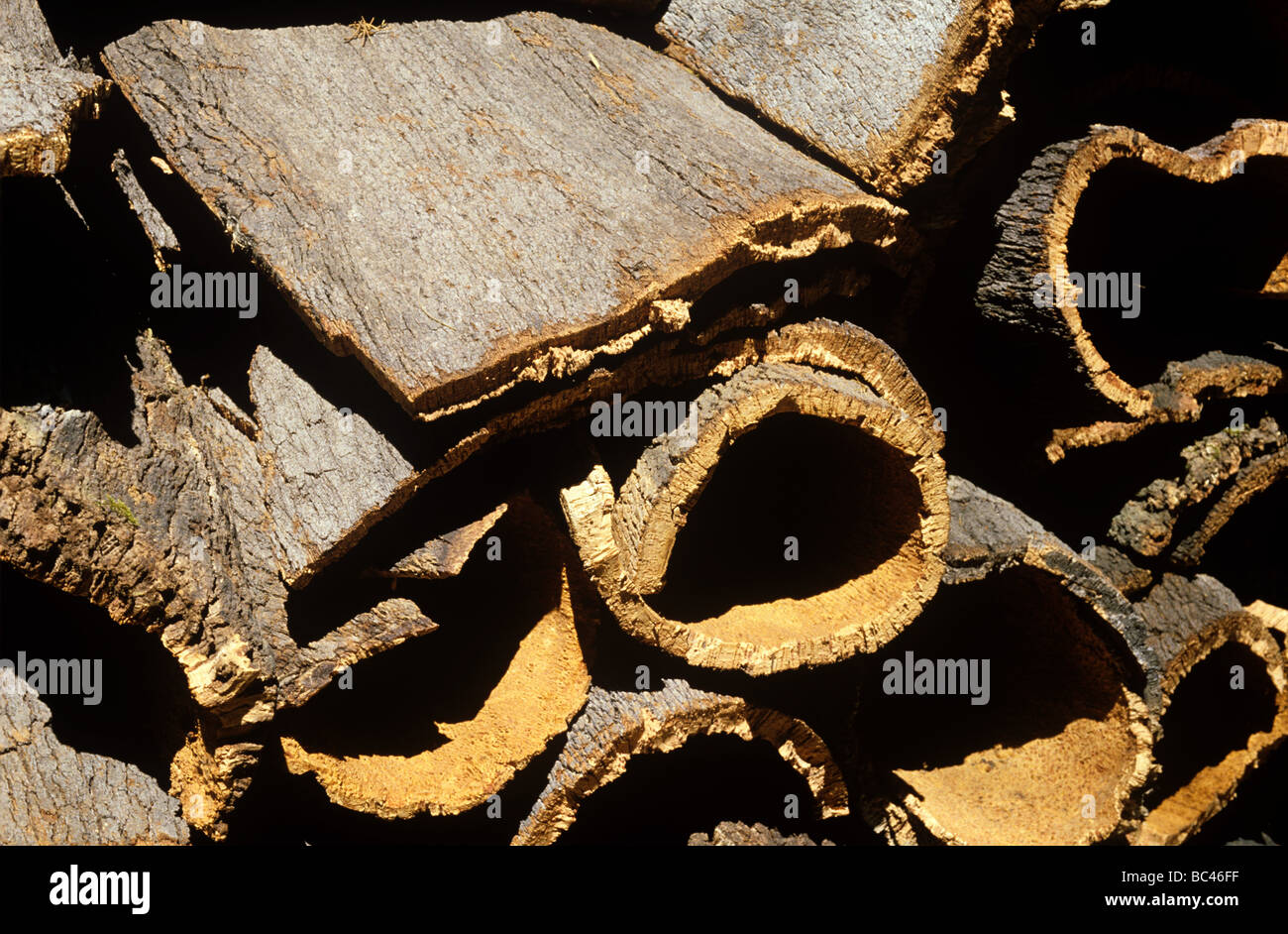 Le chêne-liège Quercus suber récolté de l'écorce pour la fabrication de bouchons Banque D'Images